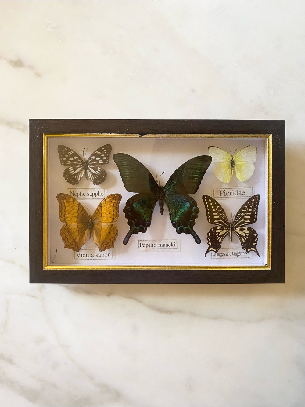 Framed Multi-Butterfly Specimens Shadow Box Wall